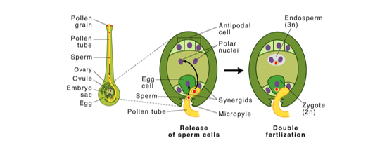 double fertilization